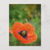野生のオレンジ色のポピーの花(NZ)はがき ポストカード (正面)