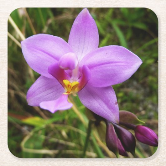 野生のオーキッドパープルトロピカルフラワー スクエアペーパーコースター (正面)