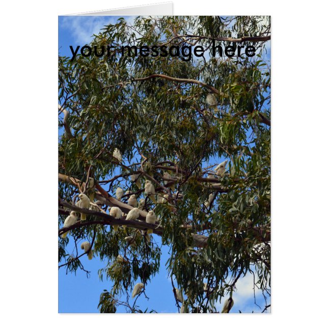 野生のオーストラリア産のコカトス (正面)