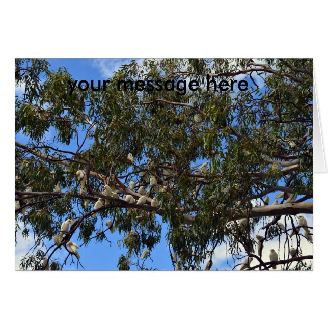 野生のオーストラリア産の白いコカトス (正面横)