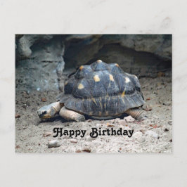 野生のカメ 爬虫類 写真 誕生日 ポストカード