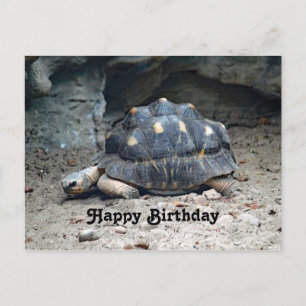 野生のカメ 爬虫類 写真 誕生日 ポストカード