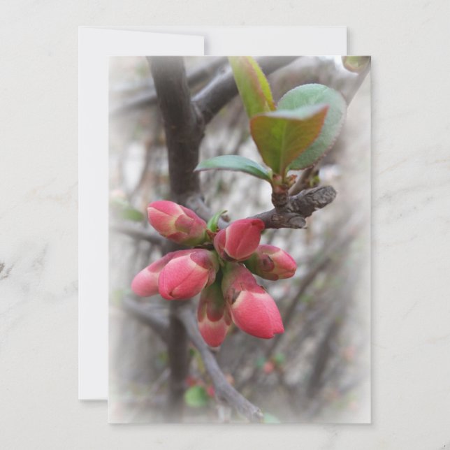 野生のカモメ (正面)