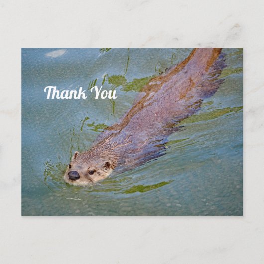 野生のカワウソの水泳写真 ありがとう ポストカード (正面)