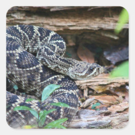 野生のガラガラヘビ スクエアシール