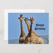 野生のキリン群れ写真 誕生日 ポストカード (正面/裏面)