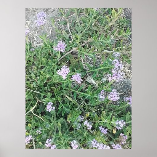 野生のクマツヅラの紫色の花が咲く自然環境 ポスター (正面)