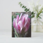 野生のクローバー、コロラド・ロッキーズ ポストカード (スタンド正面)