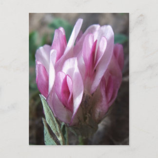 野生のクローバー、コロラド・ロッキーズ ポストカード