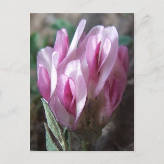 野生のクローバー、コロラド・ロッキーズ ポストカード (正面)