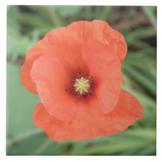 野生のケシの花のタイル タイル (正面)