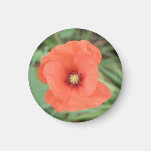 野生のケシの花磁石 マグネット (正面)