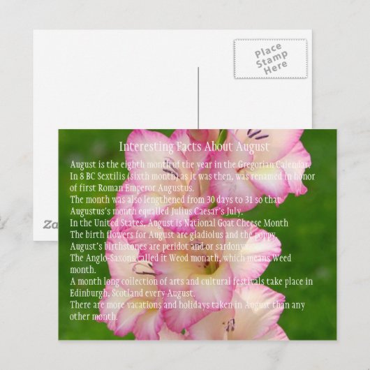 野生のケシ ポストカード (正面/裏面)