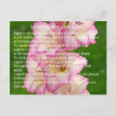 野生のケシ ポストカード (正面)