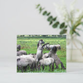 野生のコニクの馬の葉書 ポストカード (スタンド正面)