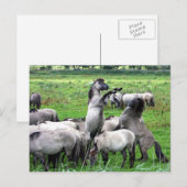 野生のコニクの馬の葉書 ポストカード (正面/裏面)