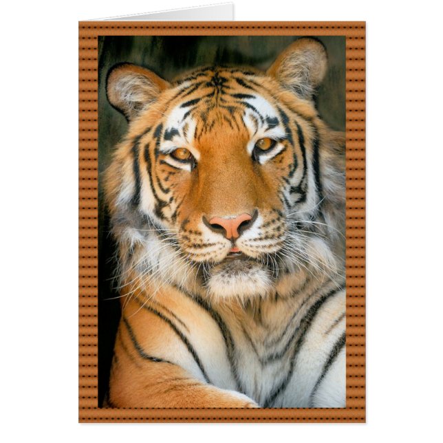 野生のサイドのトラの歩行 (正面)