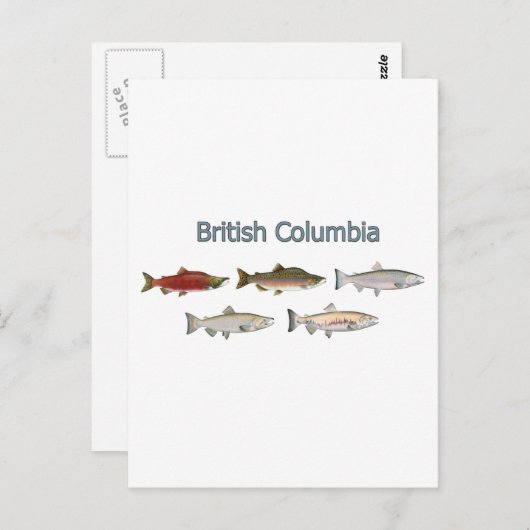 野生のサケ ポストカード (正面/裏面)