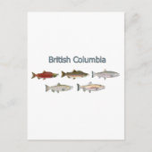 野生のサケ ポストカード (正面)