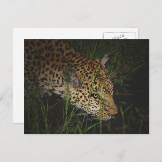 野生のサファリの葉書で飲むヒョウ ポストカード (正面/裏面)