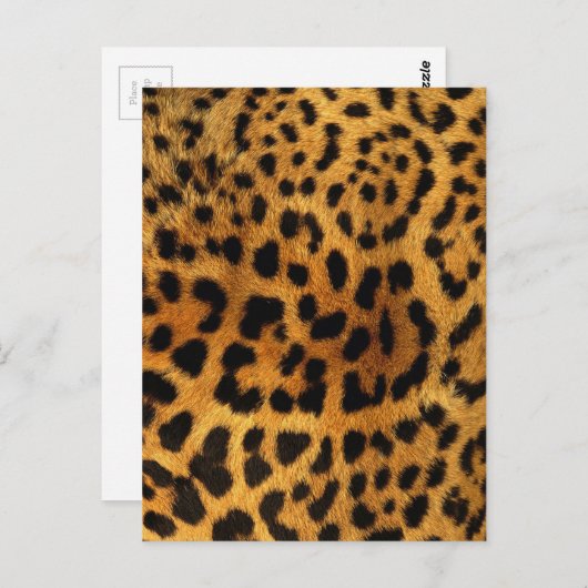 野生のサファリ動物のチエガーリータヒョウ柄 ポストカード (正面/裏面)