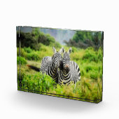 野生のシマウマ フォトブロック (右)