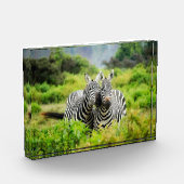 野生のシマウマ フォトブロック (左)