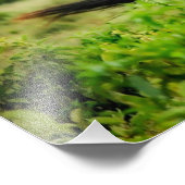 野生のシマウマ フォトプリント            (角)