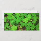 野生のシャムロック (正面)