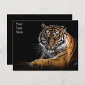 野生のジャングルアニマルタイガー (正面/裏面)