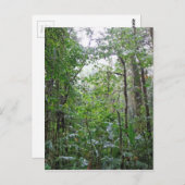 野生のジャングル ポストカード (正面/裏面)