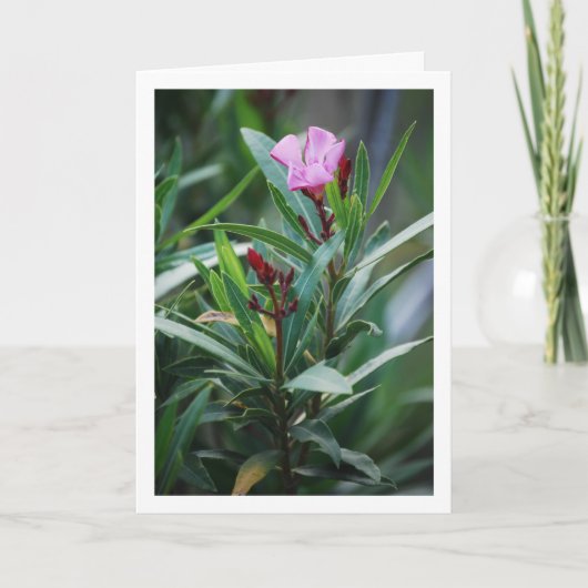 野生のスペインのネリウムオレアンダー植物 カード (正面)