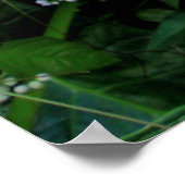 野生のゾウの耳 ポスター (角)