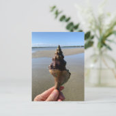 野生のタテガミボラの貝殻の写真 フロリダ州 ポストカード (スタンド正面)