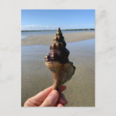 野生のタテガミボラの貝殻の写真 フロリダ州 ポストカード (正面)
