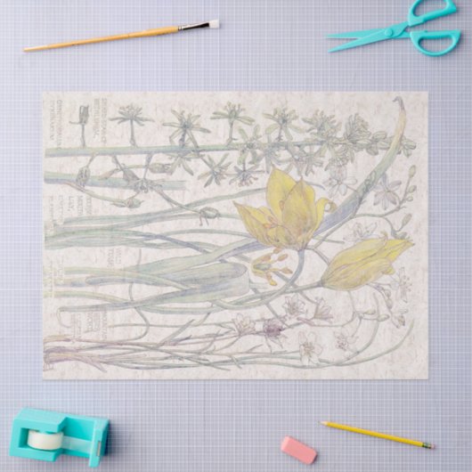 野生のチューリップの野生の花によってはティッシュペーパーが開花します 薄葉紙 (クラフト)