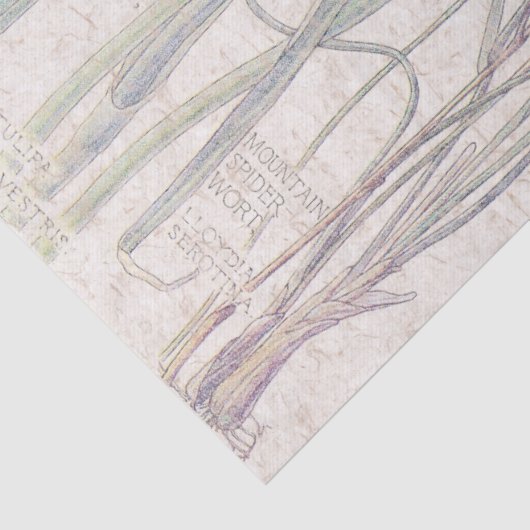 野生のチューリップの野生の花によってはティッシュペーパーが開花します 薄葉紙 (詳細)