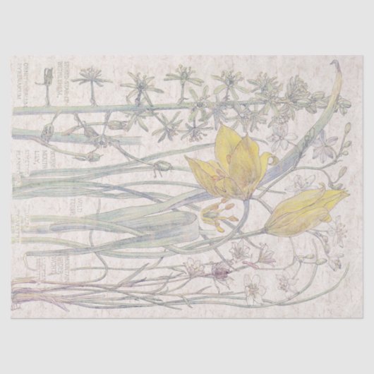 野生のチューリップの野生の花によってはティッシュペーパーが開花します 薄葉紙 (正面)