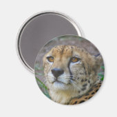 野生のチーズ磁石 マグネット (正面/裏面)