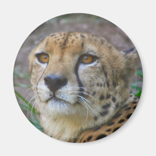 野生のチーズ磁石 マグネット (正面)