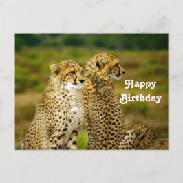 野生のチーターの写真 誕生日 ポストカード