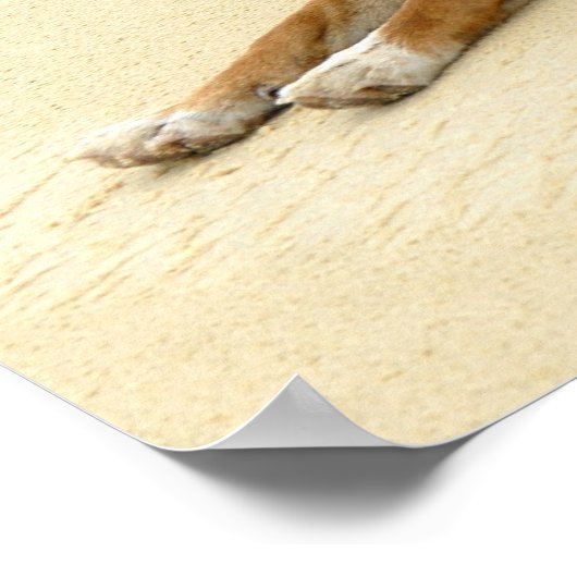 野生のディンゴ ポスター (角)