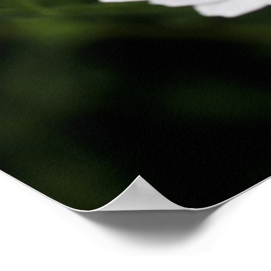 野生のデイジーの花を閉じる ポスター (角)