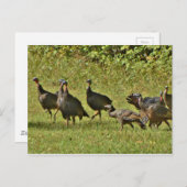 野生のトルコ、カモフラージカラー ポストカード (正面/裏面)
