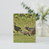 野生のトルコ、カモフラージカラー ポストカード (スタンド正面)