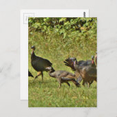 野生のトルコ、カモフラージカラー ポストカード (正面/裏面)