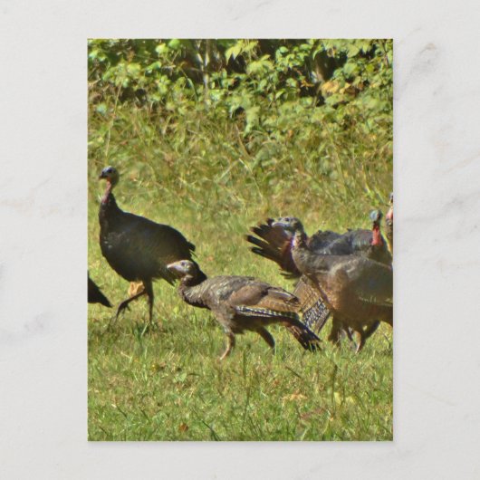 野生のトルコ、カモフラージカラー ポストカード (正面)