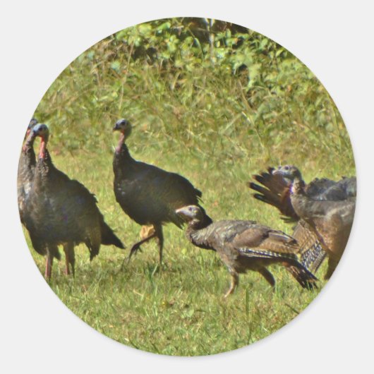 野生のトルコ、カモフラージカラー ラウンドシール (正面)