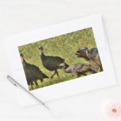 野生のトルコ、カモフラージカラー 長方形シール (封筒)