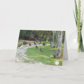 野生のトルコ シーズンカード